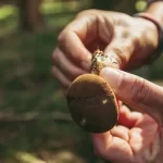 Picking Mushrooms – How to Find the Best Mushrooms