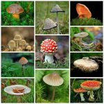 Various Mushroom Varieties